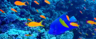 a blue fish with orange and yellow fish in the water