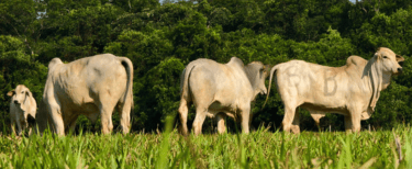 a herd of cattle grazing in a field