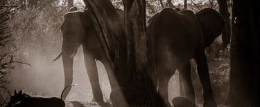 a couple of elephants walking down a path in the woods at sunset