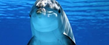 dolphins-on-ami
