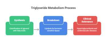 TG metabolism process