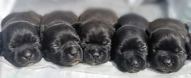 Cuccioli Staffordshire Bull Terrier neri appena nati. Allevamento etico Staffy Grecalestaffs