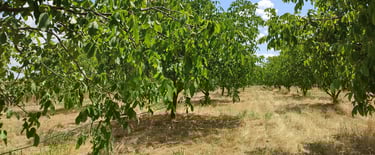 Plantaža oraha Bački orah, selo Bajša, Vojvodina