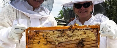 Large commercial bee yard with rows of hives and beekeepers in matching protective suits from Heliotrope Bee.