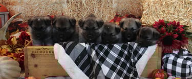 Litter of Norwegian Elkhound puppies