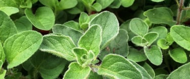 greek oregano
