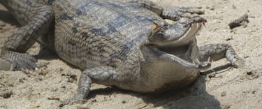 crocodile in the Bardiya jungle