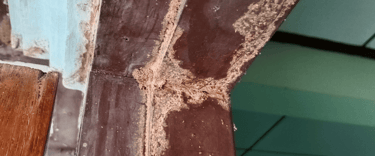 termite control services in hampton roads