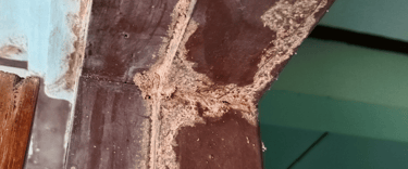 termite control services in hampton roads