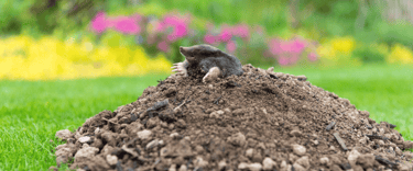Pest Control in Dorset | Mole Problems Garden | Dark Knight Pest Control