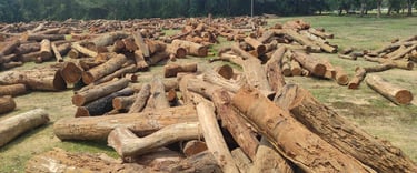 Stack of Sal Wood Logs in India – Premium Hardwood for Export