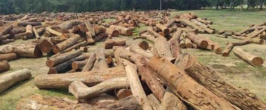 Stack of Sal Wood Logs in India – Premium Hardwood for Export