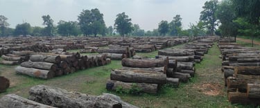 Massive Teak Timber Logs Stored in Warehouse – Indian Export Quality Wood