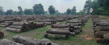Massive Teak Timber Logs Stored in Warehouse – Indian Export Quality Wood
