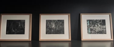 Photo noir et blanc, forêt, Pierre Thoretton