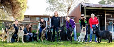 a group of german shepherds rescued from a puppy farm