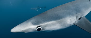 gros plan sur la gueule et les yeux d'un requin peau bleu