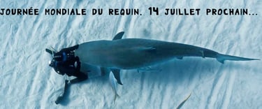 Steven surina agenouillé qui fait un câlin à un requin