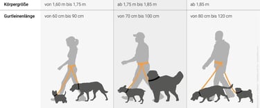 Infografik über die richtige Leinenlänge für einen Dogwalkergürtel
