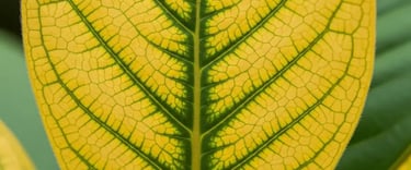 Clorosis férrica hay que atacar el problema