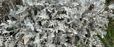 Strategy, innovation, operations, sustainability 