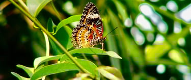 a butterfly butterfly on a leafy green leafy tree