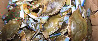 Maryland - World Capital City of Blue Crabs