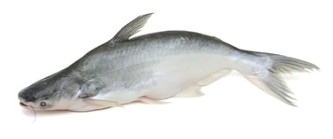 basa whole round exporter 
