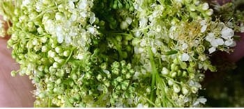 grow aspirin at home image