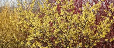 Witch Hazel (Hamamelis virginiana)
