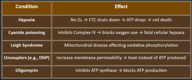 clinical significance oxidative phosphorylation