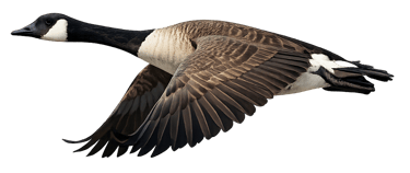 canada goose flying graphic