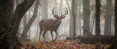 A majestic whitetail deer buck with large antlers standing in a misty autumn forest.