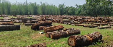 Processed Kino Wood Planks from India β Premium Hardwood Ready for Manufacturing and Export