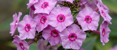 selective focus photography of purple and white petaled flower