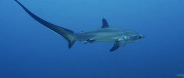 requin renard de profil en pleine mer