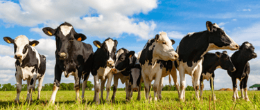 8 cows in a field