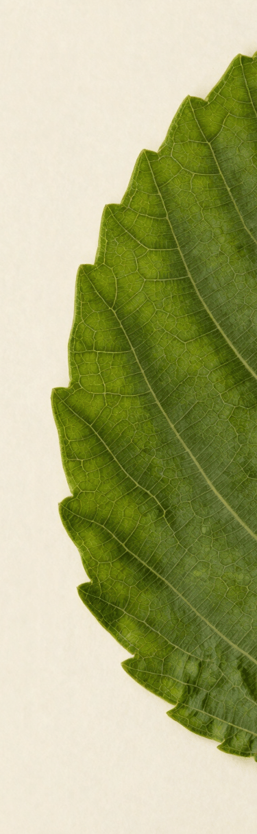Extreme close-up of a single Ayurvedic medicinal leaf pressed against the right canvas edge, north-facing daylight rendering true deep-green vein structure and surface texture, leaf filling the frame edge-to-edge on the right, generous dark-cream negative space on the left third