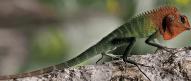 Sri lankan Lizard- Changes its colour according to the habitat