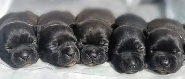 Cuccioli di Staffordshire Bull Terrier di 15 giorni con gli occhi chiusi