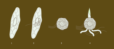 Eine segelartig vergrößerte Samenhülle bietet eine gute Angriffsfläche für den Wind