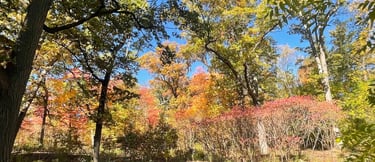 High Park in autumn — expressive arts therapy in Toronto