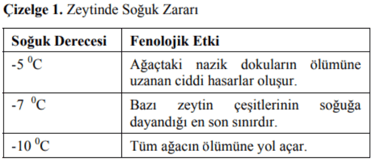 zeytinde soğuk zararı - itoga çiftliği