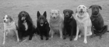 7 dogs holding Sit Stay command in a field off-leash