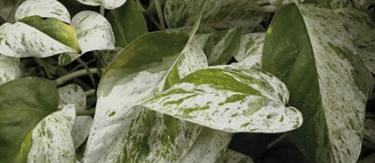 white pothos leaves