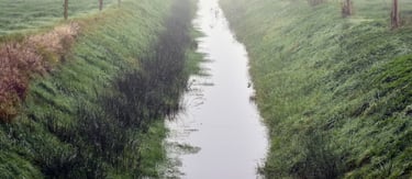 CJR AUDITS Ile de France noue gestion des eaux pluviales