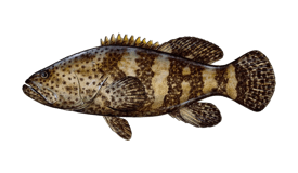 a fish fish with a striped fish on it's side