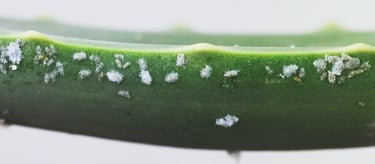 Mealy bugs on plant stem