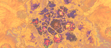 The image shows the bright apricot and purple-coloured organic background of tsita zee's logo.