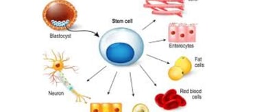 Boost Your Brain Power stem cell